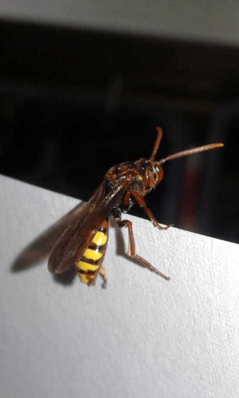 Nomada sp.?  S !